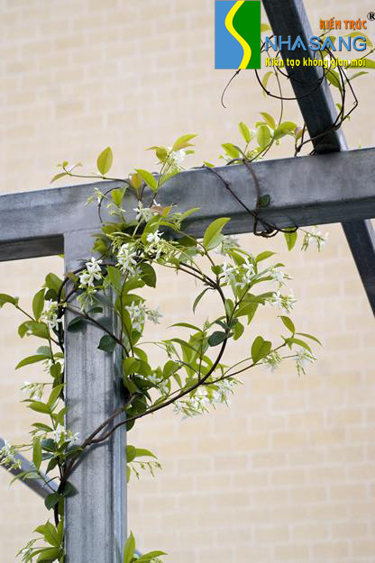 dàn dây leo sân thượng